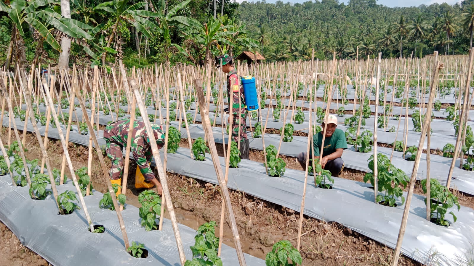 Tingkatkan Kemanunggalan TNI – Rakyat dan Ketahanan Pangan, Babinsa Kodim 0421/Ls Dampingi Petani Cabe