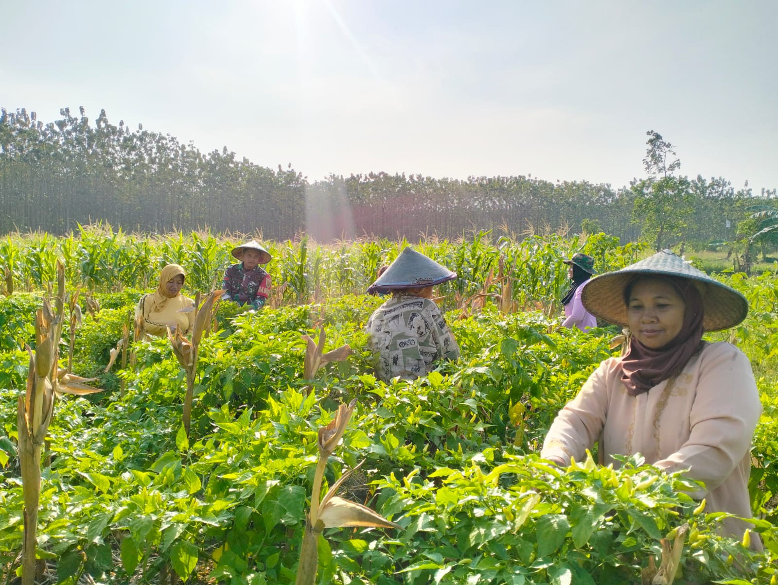 Wujud Kebersamaan Dengan Warga Babinsa Kodim 0421/Ls Bantu Petani Panen Cabe