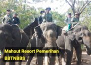 Tim Mahout Resort Pemerihan BBTNBBS didatangkan ke Suoh – BNS Untuk Menghalau Gajah