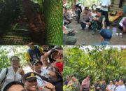 Harimau Sumatera Resahkan Warga Suoh Lampung Barat berhasil Ditangkap Tim Penanganan Satwa Liar
