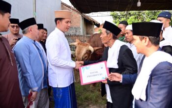 Dari Istana untuk Rakyat, Bupati Egi Salurkan Bantuan Sapi Kurban Presiden