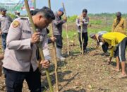 Dukung Ketahanan Pangan di Serang, Polsek Petir Tanam Jagung
